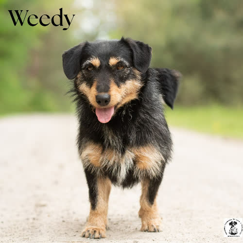 Psy ze schroniska do adopcji Ułożona WEEDY