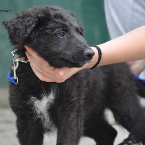 Psy ze schroniska do adopcji Cykoria