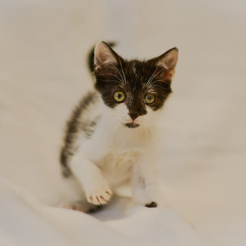 Koty ze schroniska do adopcji Mini