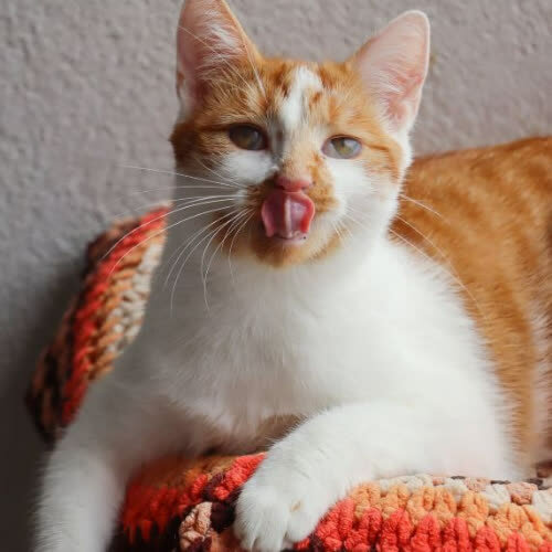 Koty ze schroniska do adopcji Kima