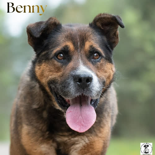 łagodny BENNY 