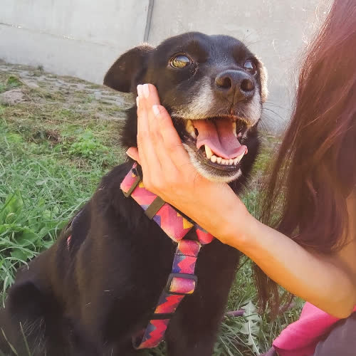 Psy ze schroniska do adopcji Muffinek