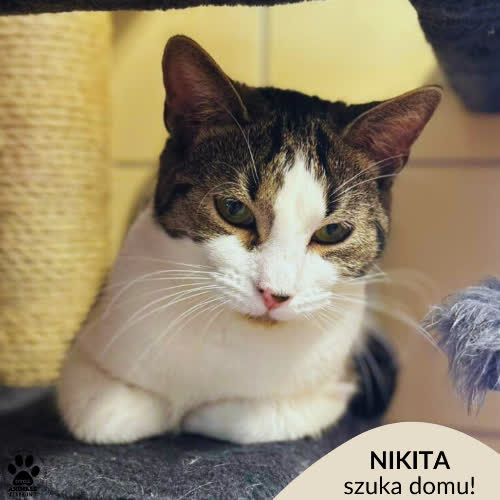Koty ze schroniska do adopcji Nikita