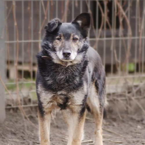 Psy ze schroniska do adopcji Bolero