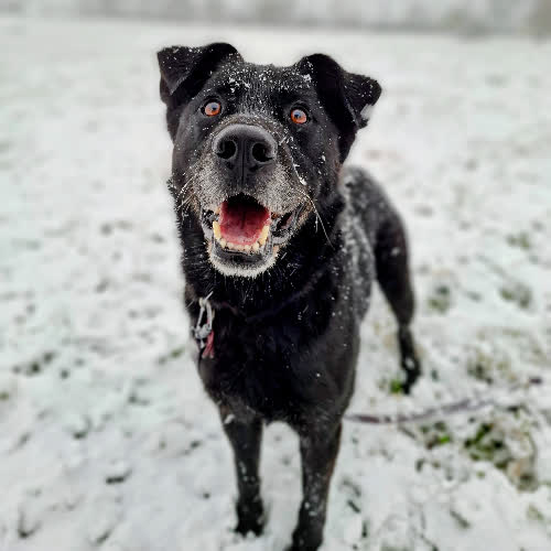 Psy ze schroniska do adopcji Fuks