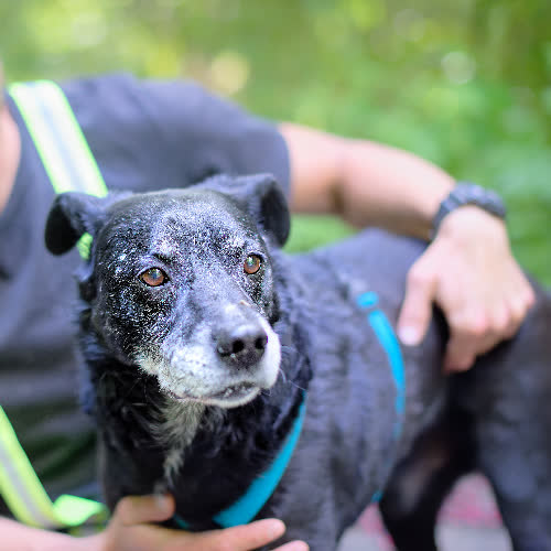 Psy ze schroniska do adopcji Moris