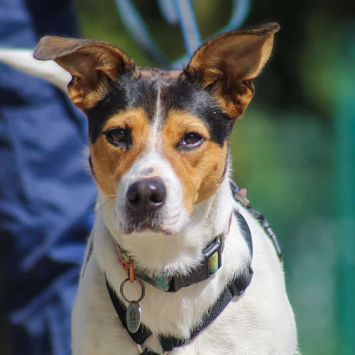 Psy ze schroniska do adopcji Tajga