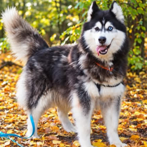 Nala