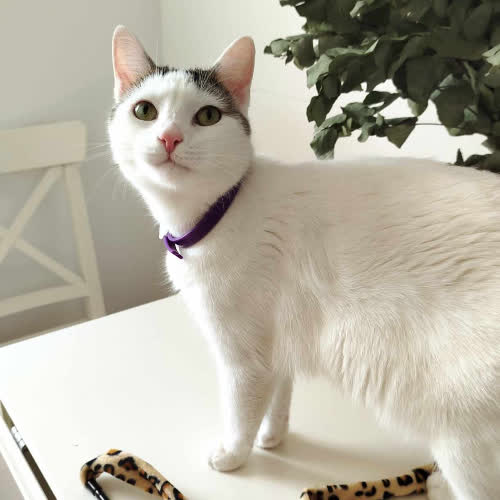 Koty ze schroniska do adopcji Bajgiel