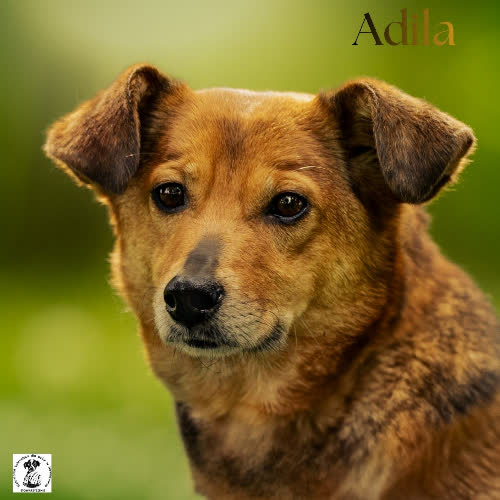 łagodna ADILA