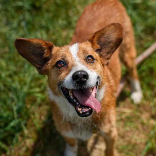 Psy ze schroniska do adopcji Monte