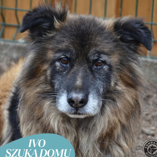 Psy ze schroniska do adopcji IVO