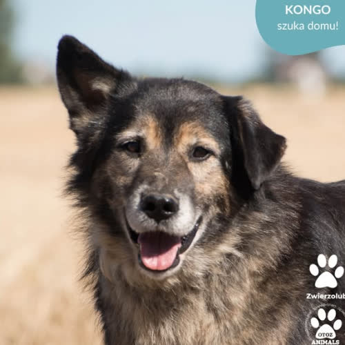 Psy ze schroniska do adopcji KONGO