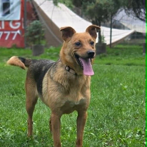 Łatka 