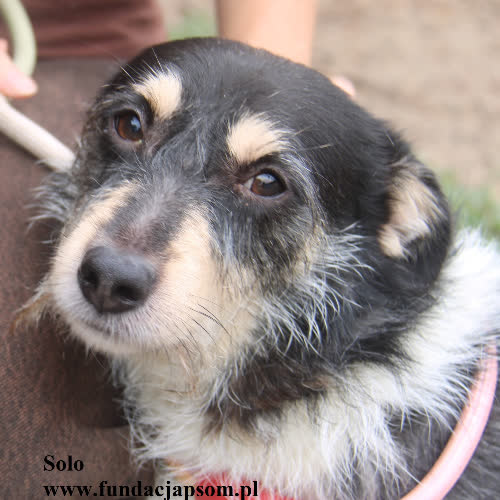 Psy ze schroniska do adopcji Solo