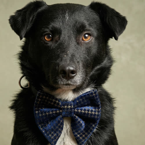 Psy ze schroniska do adopcji BIELIK