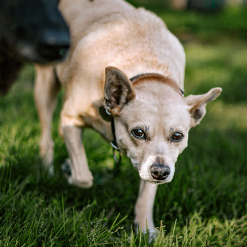 Troja