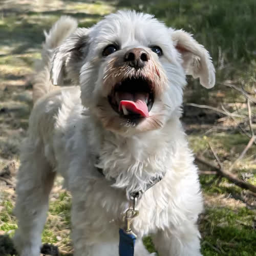 Psy ze schroniska do adopcji Ptyś