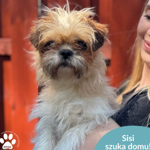 Psy ze schroniska do adopcji Sisi