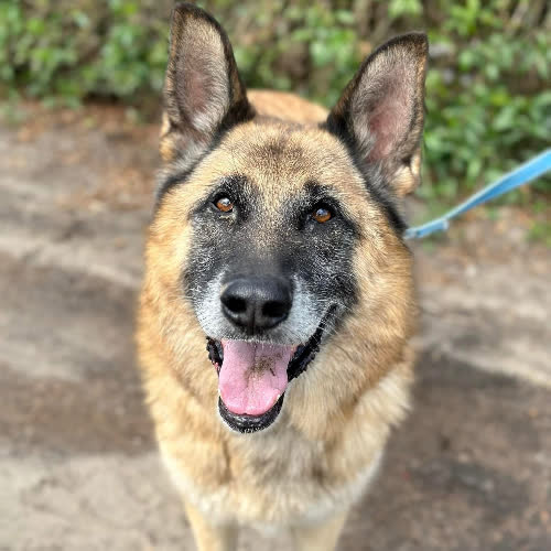 Psy ze schroniska do adopcji Aron