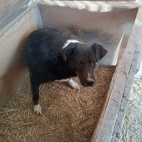 Psy ze schroniska do adopcji Astin