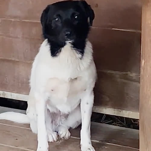 Psy ze schroniska do adopcji Ksenia