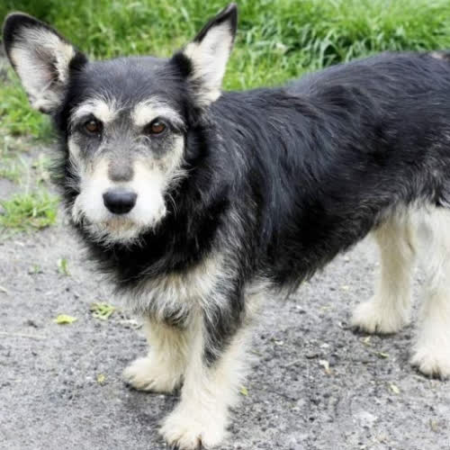 Psy ze schroniska do adopcji Miticzka