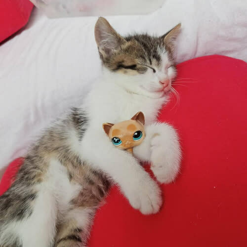 Koty ze schroniska do adopcji LEOŚ