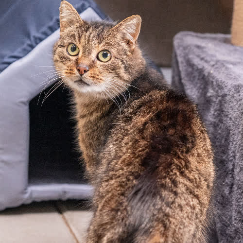 Koty ze schroniska do adopcji Buniek