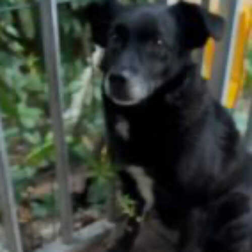 Psy ze schroniska do adopcji Majlo
