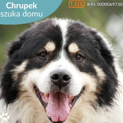 Psy ze schroniska do adopcji Chrupek