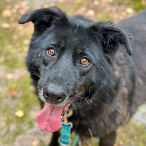 Psy ze schroniska do adopcji Fiołek 409