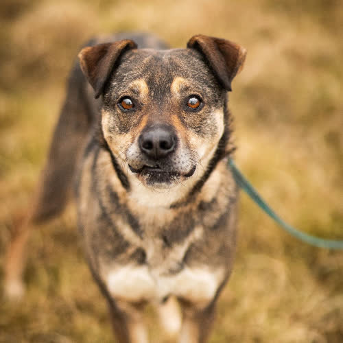 Psy ze schroniska do adopcji Dario