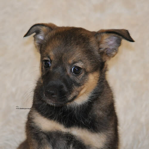 Psy ze schroniska do adopcji Lily