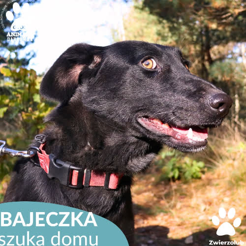 Psy ze schroniska do adopcji Bajeczka