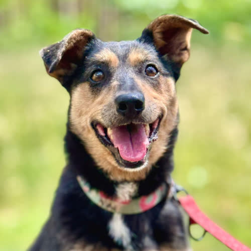 Psy ze schroniska do adopcji Nela