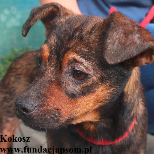Psy ze schroniska do adopcji Kokosz