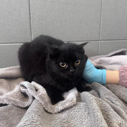 Koty ze schroniska do adopcji A124