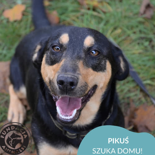 Psy ze schroniska do adopcji PIKUŚ