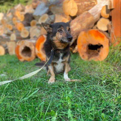 Psy ze schroniska do adopcji Pigmalion