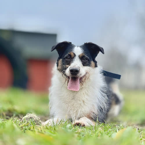 Psy ze schroniska do adopcji Dagi