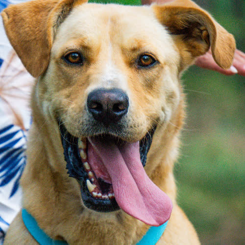 Psy ze schroniska do adopcji Hachi