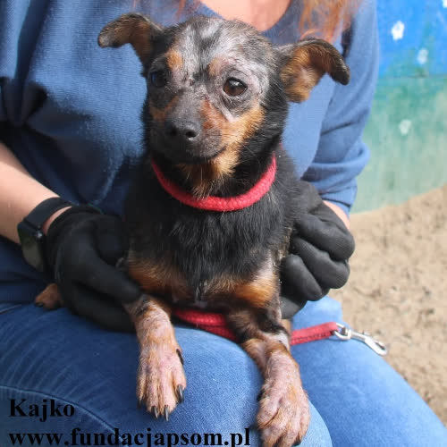 Psy ze schroniska do adopcji Kajko