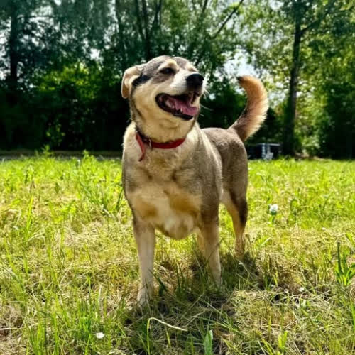 Psy ze schroniska do adopcji Nora 