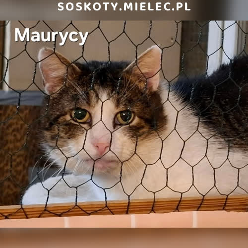 Maurycy