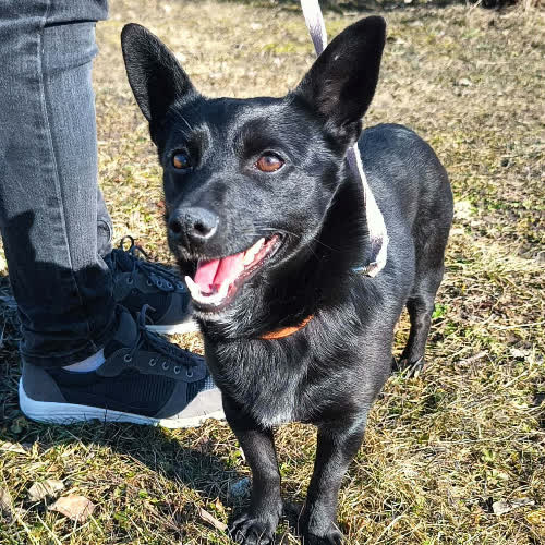 Psy ze schroniska do adopcji Sonia