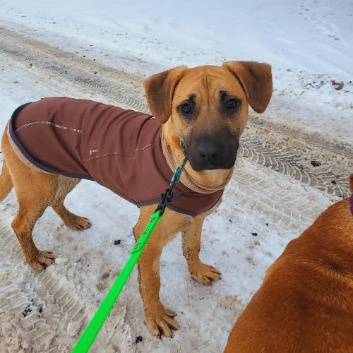 Psy ze schroniska do adopcji Lucek