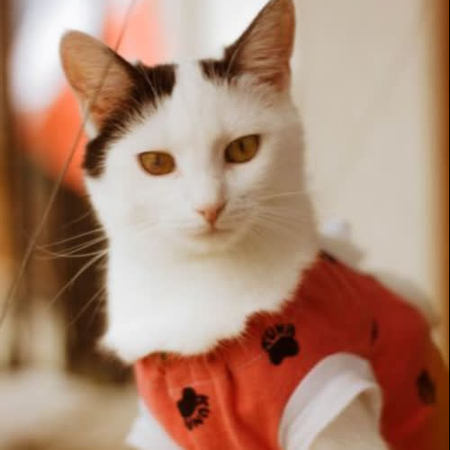 Koty ze schroniska do adopcji Sosenka