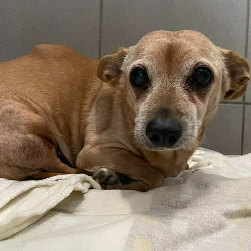 Psy ze schroniska do adopcji Balbinka