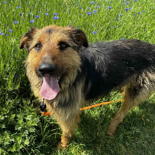 Psy ze schroniska do adopcji Harry